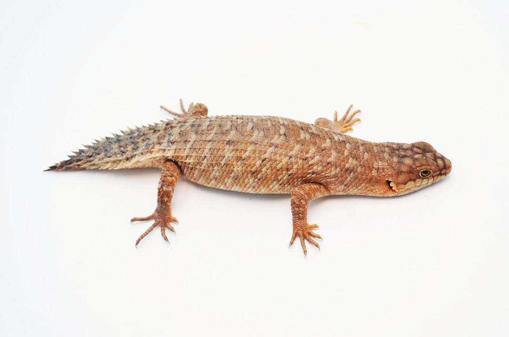 Golden Gidgee Skinks for sale TikisGeckos