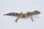 Bold Mack Snow Pos Het Raptor Leopard Gecko