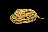 Sandblast Pastel Enchi Pied Ball Python