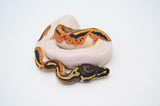 Yellowbelly Pied Ball Python