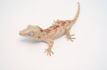Skeleton Blotched Banded Gargoyle Gecko