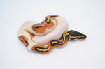 Yellowbelly Pied Ball Python