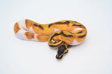 Orange Dream Enchi Pied Ball Python
