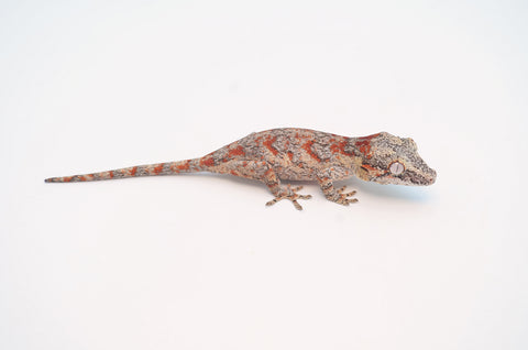Red Blotched Gargoyle Gecko
