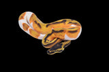 Orange Dream Enchi Pied Ball Python