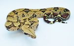 Peruvian Red Tail Boa Pair