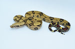 Peruvian Red Tail Boa Pair