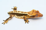 Whitewall Tricolor Pinstripe Crested Gecko