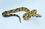 Peruvian Red Tail Boa Pair