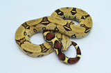 Peruvian Red Tail Boa Pair