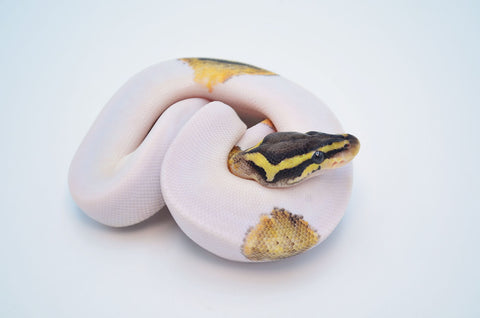 Sandblast Pastel Pied Ball Python (Pet Only)