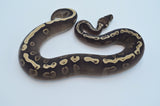 GHI Mojo Het Pied Ball Python (Pos YB)