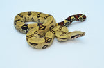 Peruvian Red Tail Boa Pair