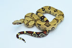 Peruvian Red Tail Boa Pair