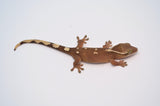 White Collar Slender Prehensile Tail Gecko