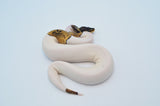 Pastel Pied het Candy Ball Python