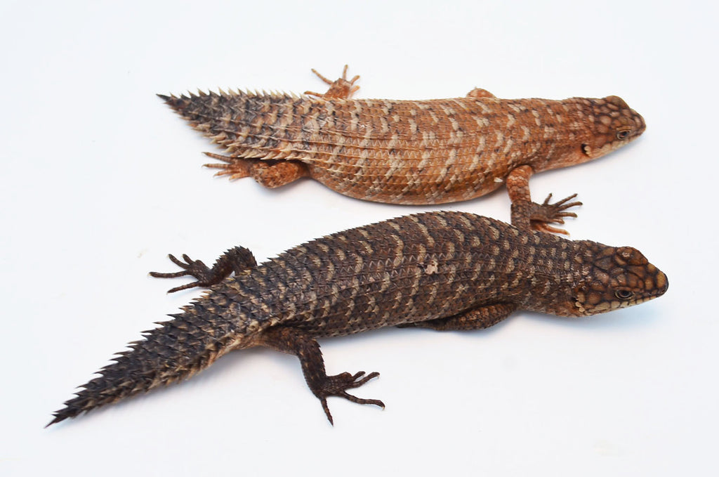 Golden Gidgee Skinks for sale TikisGeckos