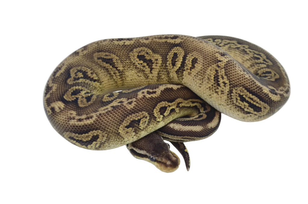 Pewter Ball Python