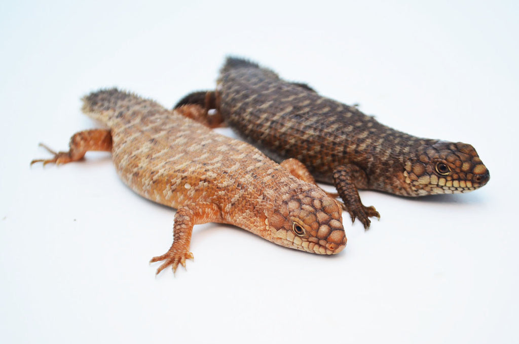 Golden Gidgee Skinks for sale TikisGeckos