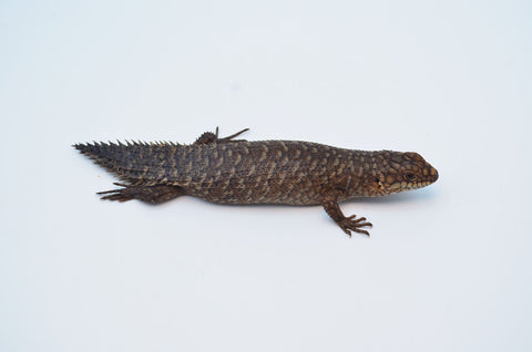 Xotinining mushukidan spermani ichadi Oqituvchilarni ogziga singdirish (porno video)