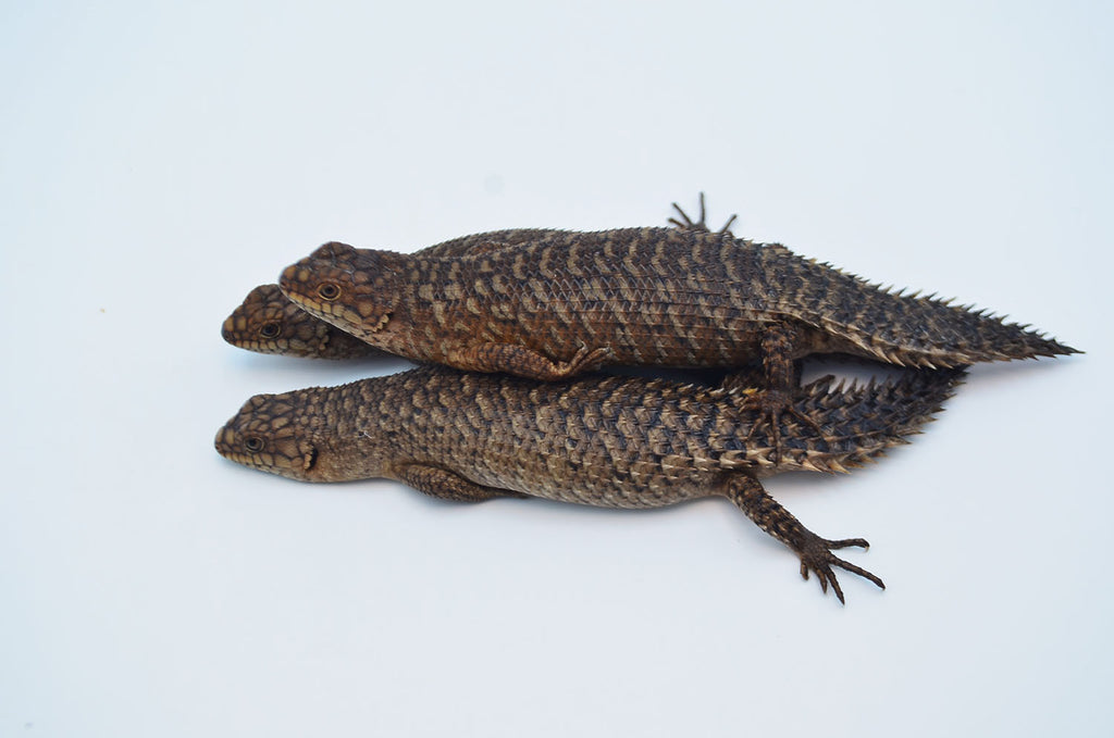 Uchta katta qora xoroz qizning oyoqlari orasidan shovqin qiladi Porno yosh mulattolar