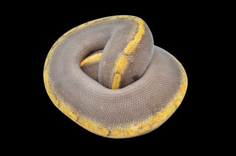 GHI Champagne Pos Ant/Mystic het Ball Python