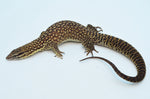 Red Ackie Monitor Lizard