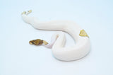 Pastave Pied het Lavender Ball Python