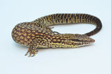 Red Ackie Monitor Lizard