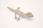 Northern Spiny Tailed Gecko