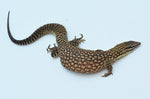 Red Ackie Monitor Lizard