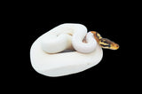 Enchi Cinny High White Pied Ball Python