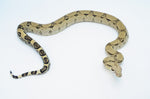 Anery Red Tailed Boa Constrictor