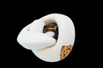 Orange Dream Yellowbelly Leopard Pied Ball Python