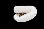 Orange Dream Yellowbelly Leopard Pied Ball Python