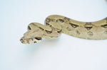 Anery Red Tailed Boa Constrictor
