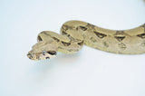 Anery Red Tailed Boa Constrictor
