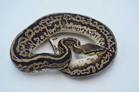 (Pos Super) Leopard Red Axanthic Het Pied Ball Python