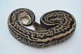 (Pos Super) Leopard Red Axanthic Het Pied Ball Python