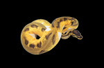 Orange Dream Enchi Pied Ball Python