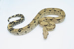 Anery Red Tailed Boa Constrictor