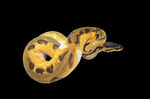 Orange Dream Enchi Pied Ball Python