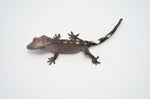 Axanthic Crested Gecko