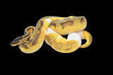 Orange Dream Enchi Pied Ball Python