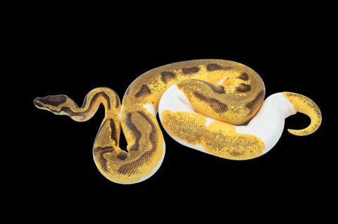 Orange Dream Enchi Pied Ball Python