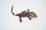 Axanthic Crested Gecko