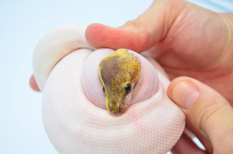 Pos Sandblast Sterling Pied Ball Python