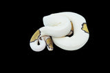 Mojo Pied het Lavender Ball Python