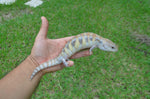 Incredible Pale Line Northern Blue Tongue Skink