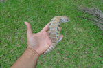 Incredible Pale Line Northern Blue Tongue Skink